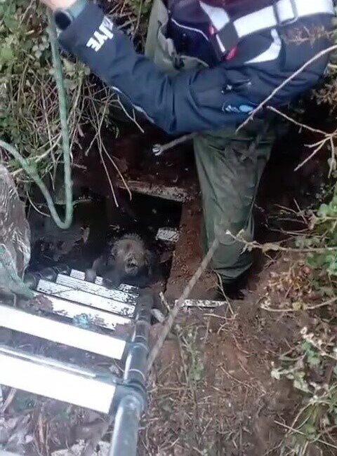 Antalya'nın Kepez ilçesinde düşerek mahsur kalan bir köpek, itfaiye ekipleri