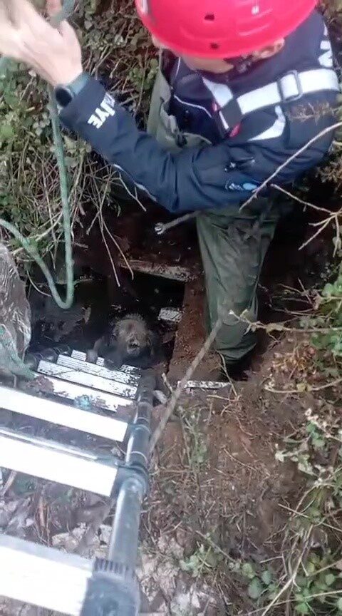 Antalya'nın Kepez ilçesinde düşerek mahsur kalan bir köpek, itfaiye ekipleri