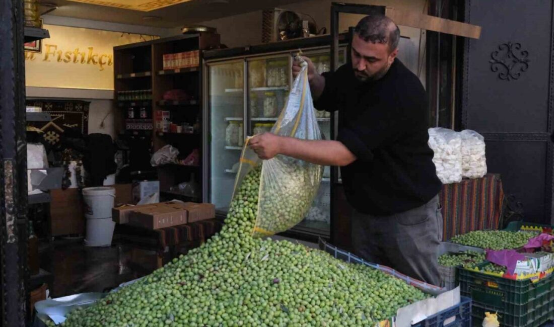 Gaziantep’te Zeytin Üretiminde Don Etkisi, Fiyatlar İse Stabil Kaldı Gaziantep'te, 30 yıldır zeytin üretimi yapan Halil Akın, bu yıl