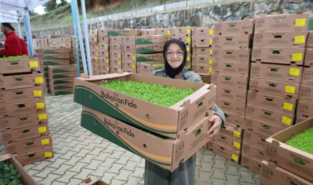 Kocaeli Büyükşehir Belediyesi, Gebze'deki çiftçilere 500 bin kıvırcık, pazı ve