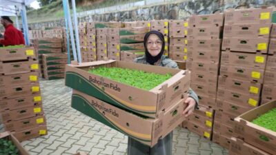 Kocaeli Büyükşehir Belediyesi, Gebze'deki çiftçilere 500 bin kıvırcık, pazı ve