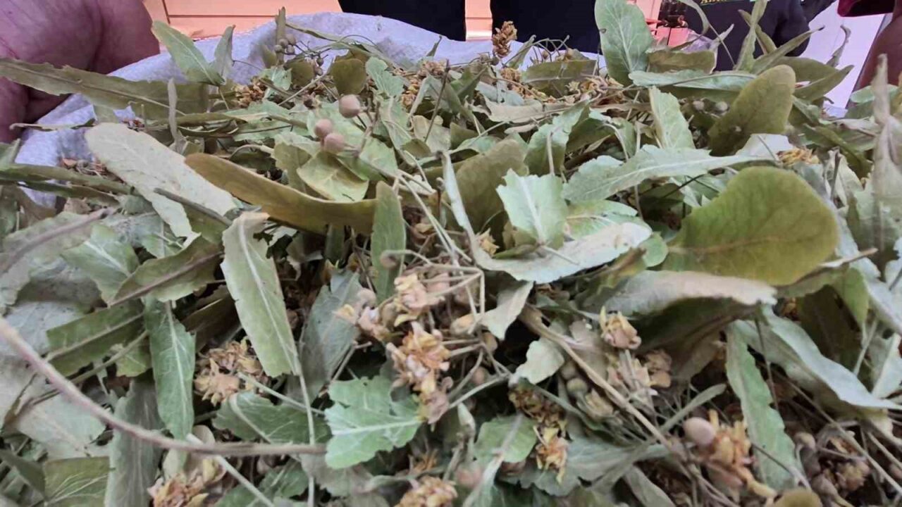 Geçen yıl kuraklık nedeniyle rekor fiyatlara ulaşan ıhlamur, bu yıl