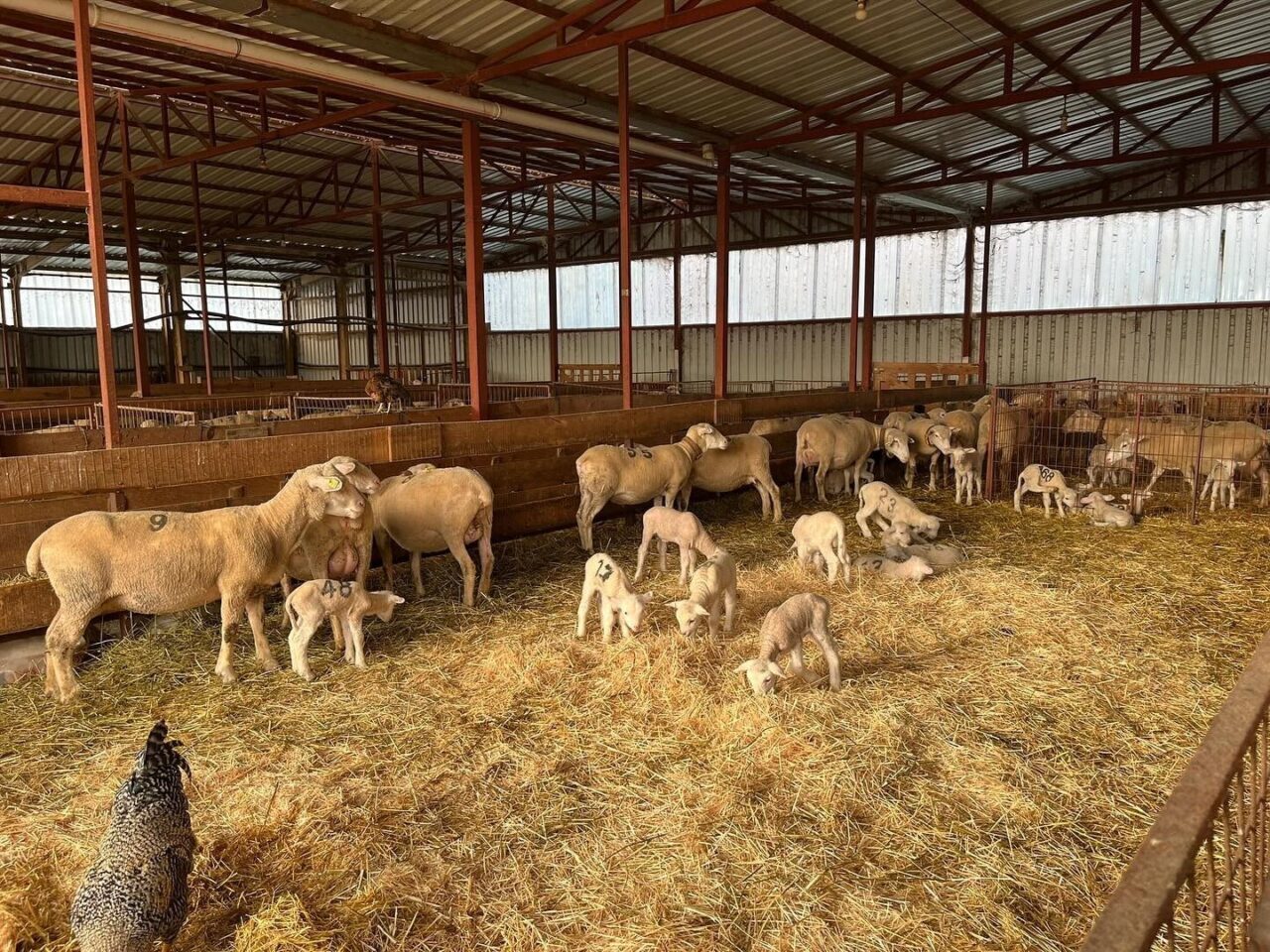 Bilecik'in Osmaneli ilçesindeki Sarıyazı Köyü'nde, Ömer Kandemir'in yatırımcılığını üstlendiği "Uzman