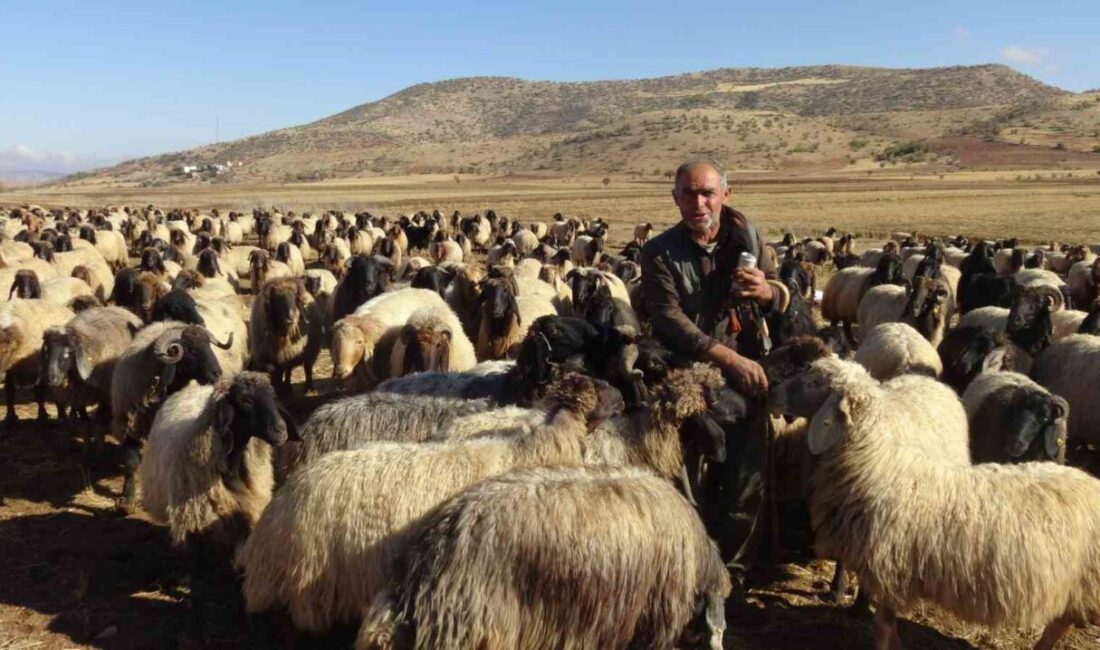 Gercüş’te Göçerlerin Zorlu Yolculuğu Başladı: Van ve Bitlis’ten Mardin’in Nusaybin’ine Uzanan Zirai Seyahat Batman’ın Gercüş ilçesinde, Van, Bitlis ve Erzurum’dan Nusaybin yaylalarına giden