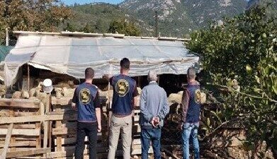 Aydın'ın Germencik ilçesinde çalınan 14 küçükbaş hayvan, jandarma ekiplerinin operasyonu