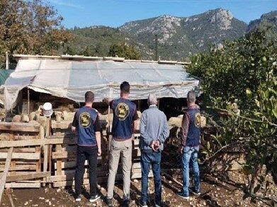 Aydın'ın Germencik ilçesinde çalınan 14 küçükbaş hayvan, jandarma ekiplerinin operasyonu