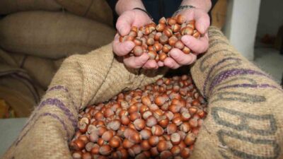 Giresun'da fındık fiyatları, artan talep ile yükselişe geçti. Fındık tüccarları