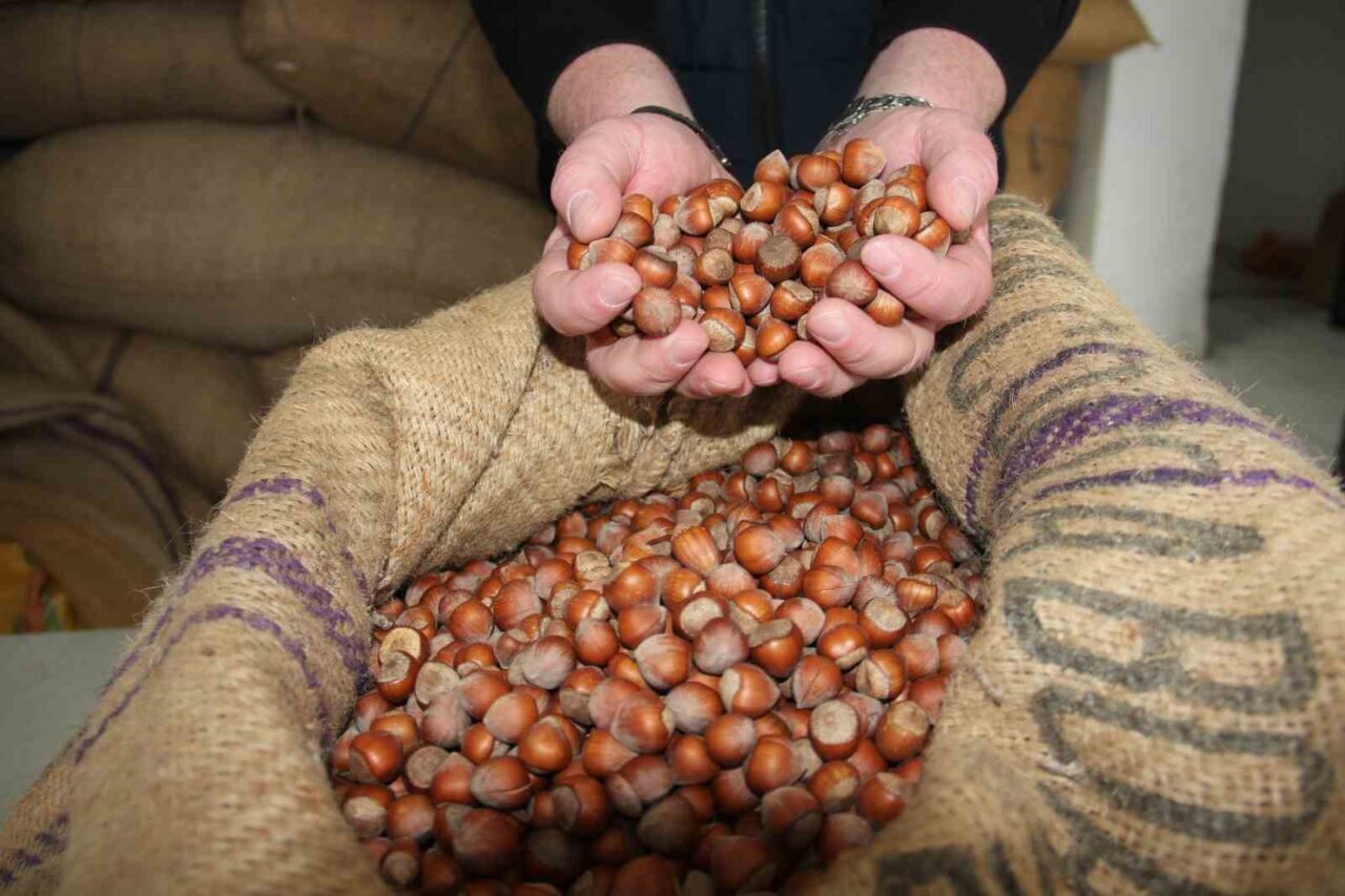 Giresun'da fındık fiyatları, artan talep ile yükselişe geçti. Fındık tüccarları