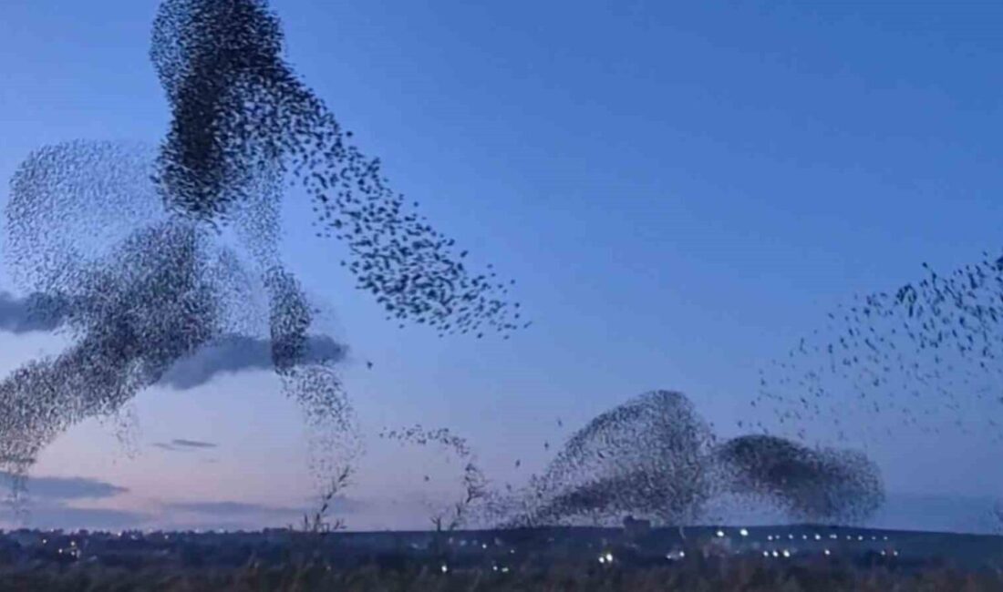 Tekirdağ’da Sığırcıkların Senkronize Uçuşu, Gökyüzünde Etkileyici Bir Show Yakaladı Tekirdağ’ın Süleymanpaşa ilçesinde akşam saatlerinde toplanan yüz binlerce sığırcık, gökyüzünde