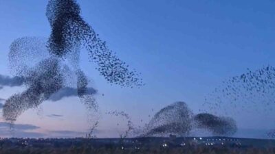 Tekirdağ’ın Süleymanpaşa ilçesinde akşam saatlerinde toplanan yüz binlerce sığırcık, gökyüzünde