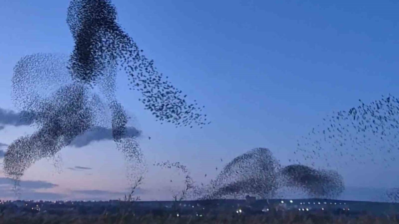 Tekirdağ’ın Süleymanpaşa ilçesinde akşam saatlerinde toplanan yüz binlerce sığırcık, gökyüzünde