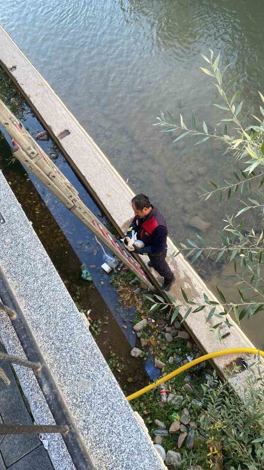 Gümüşhane’de Harşit Çayı’na Düşen Yavru Kedi, İtfaiye Ekiplerinin Hızlı Müdahalesiyle Kurtarıldı