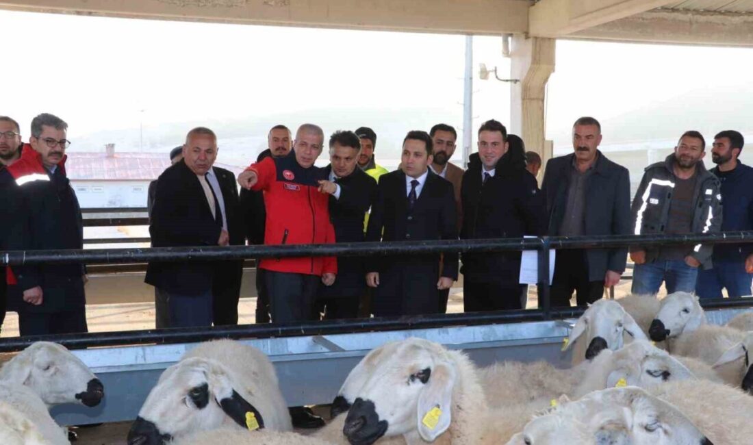 Sivas'ın Yıldızeli ilçesinde, Tarım ve Orman Bakanlığı'nın projeleri kapsamında 250