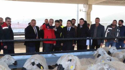 Sivas'ın Yıldızeli ilçesinde, Tarım ve Orman Bakanlığı'nın projeleri kapsamında 250