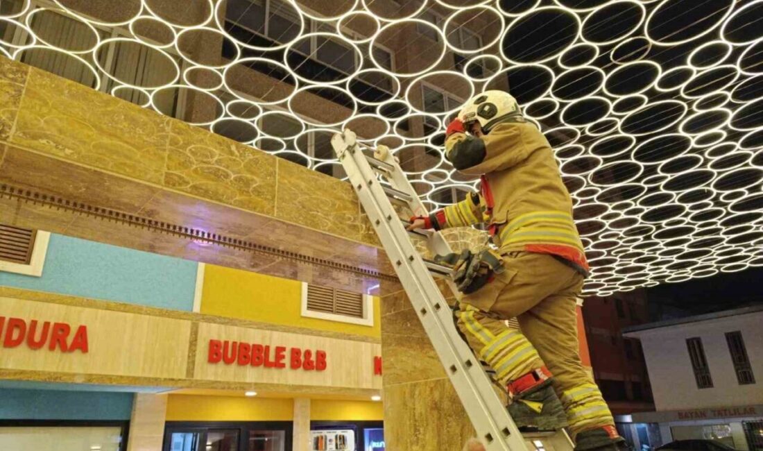 Hatay'ın İskenderun ilçesinde, bir kedi duvar boşluğuna sıkıştı. Çay Mahallesi'ndeki