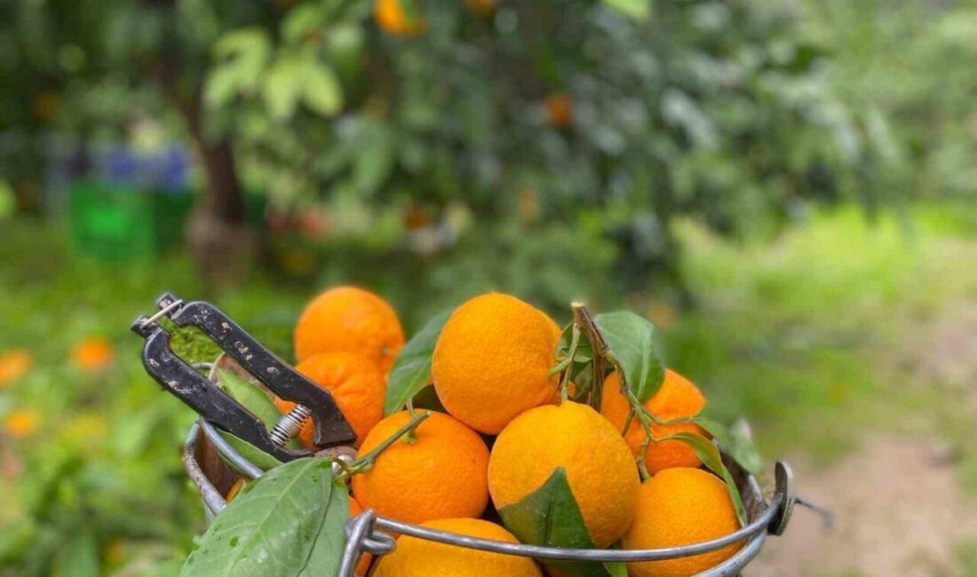 Balıkesir'de coğrafi işaretli Havran mandalinasının hasadı sürüyor. Madra ve Kazdağları'nın
