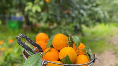 Balıkesir'de coğrafi işaretli Havran mandalinasının hasadı sürüyor. Madra ve Kazdağları'nın