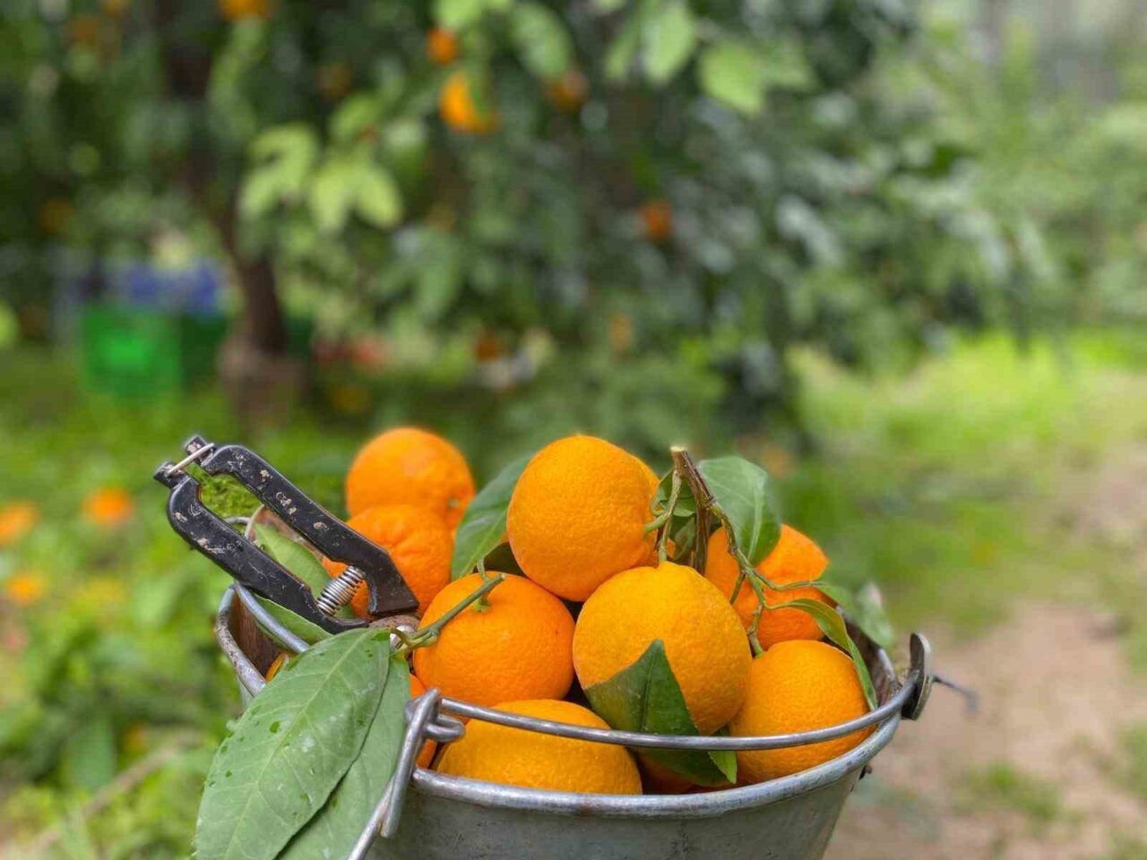 Balıkesir'de coğrafi işaretli Havran mandalinasının hasadı sürüyor. Madra ve Kazdağları'nın