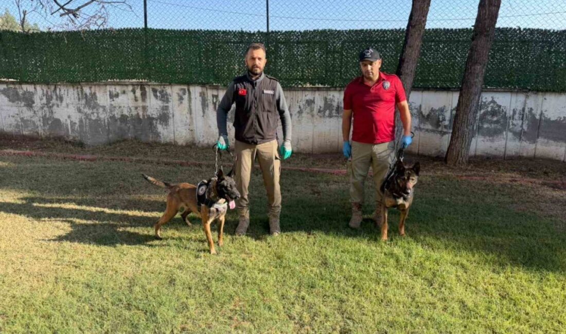 Batman'da görevli narkotik köpekleri Hector ve Mailo, son dönemdeki başarılı