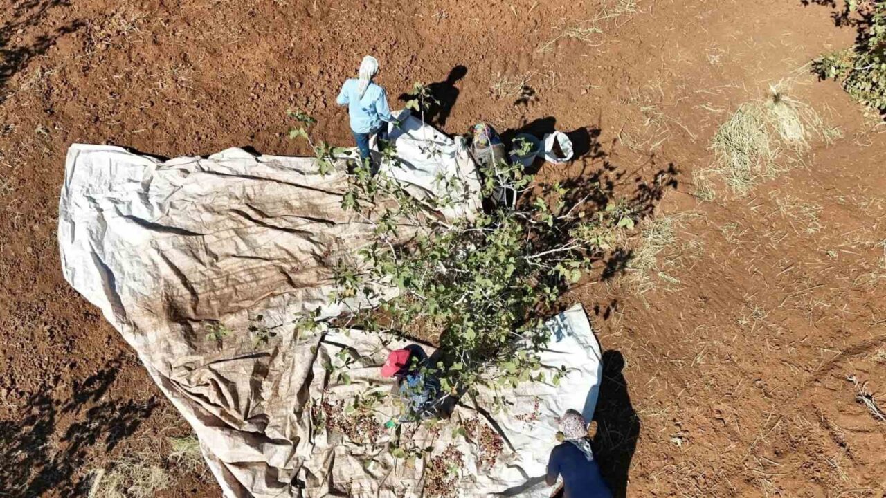 Şırnak'ın İdil ilçesine bağlı Kurtuluş köyünde, Muhtar Mehmet Nuri Genç