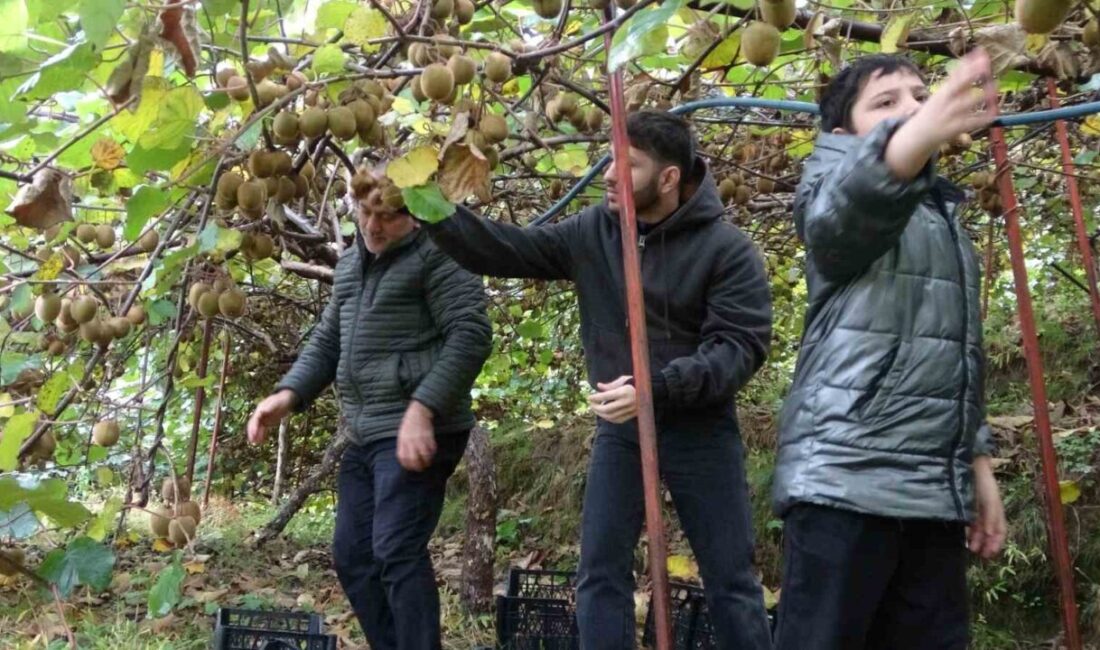 Trabzon’da Kivi Hasadı Başladı, Üreticiler İran Cevaplarıyla Pazar Sorunlarıyla Karşılaşıyor Trabzon'da kivi hasadına başlayan üreticiler, İran'dan gelen ucuz kivilerin pazarlarını