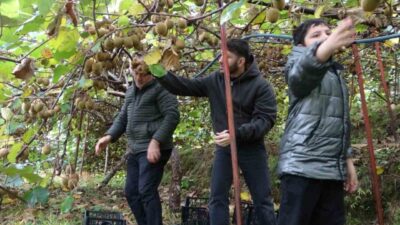 Trabzon'da kivi hasadına başlayan üreticiler, İran'dan gelen ucuz kivilerin pazarlarını