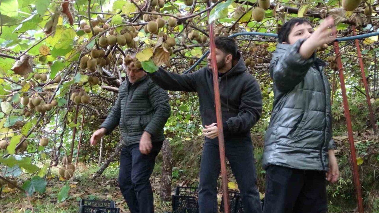 Trabzon'da kivi hasadına başlayan üreticiler, İran'dan gelen ucuz kivilerin pazarlarını
