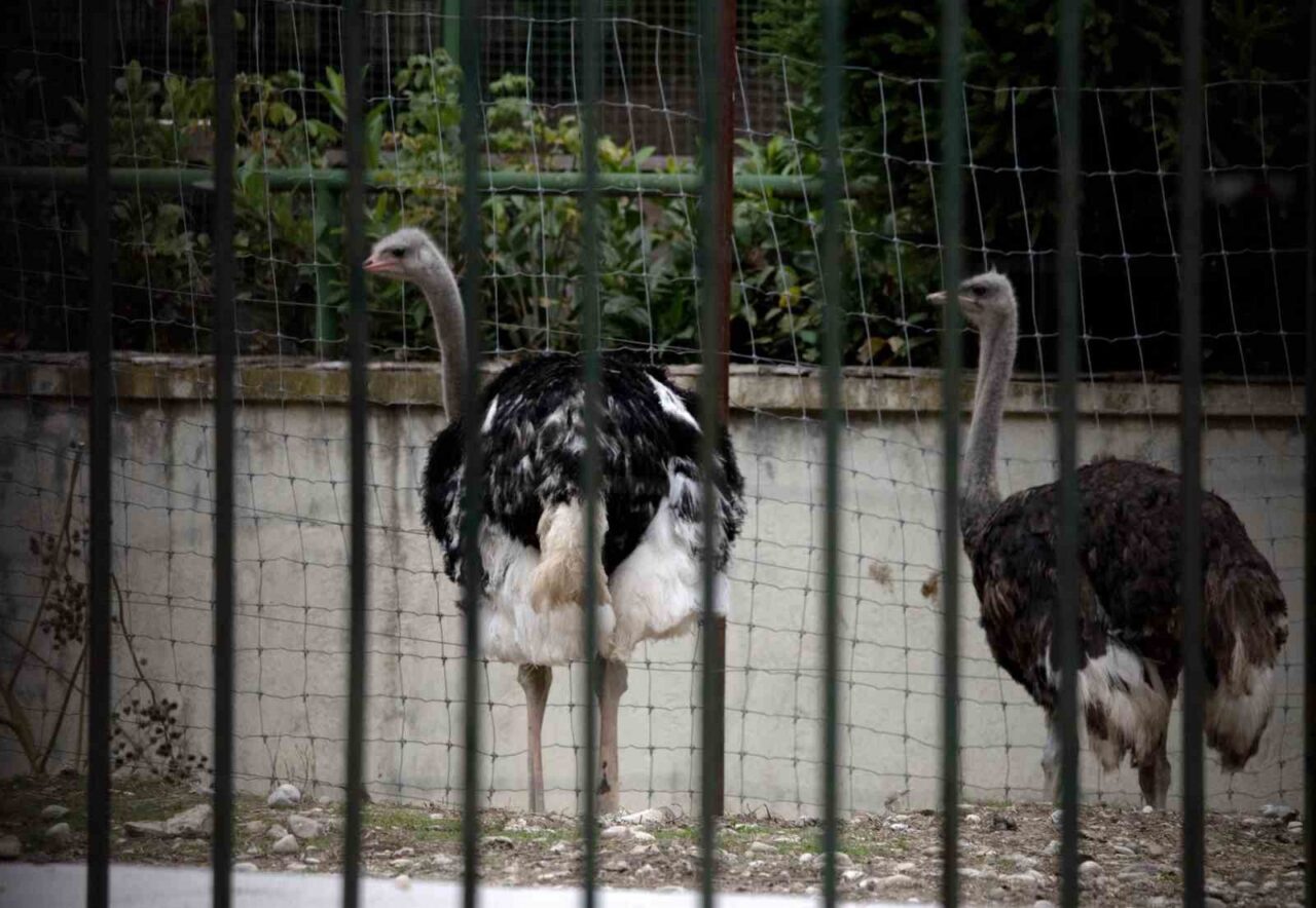 Avrupa'da kuş gribi vakaları artarken, İspanya Tarım Bakanlığı yüksek riskli