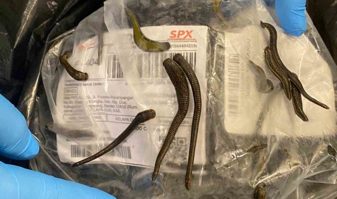 İstanbul Havalimanı'nda yasa dışı yollarla getirilmeye çalışılan 1,5 kilogram ağırlığında