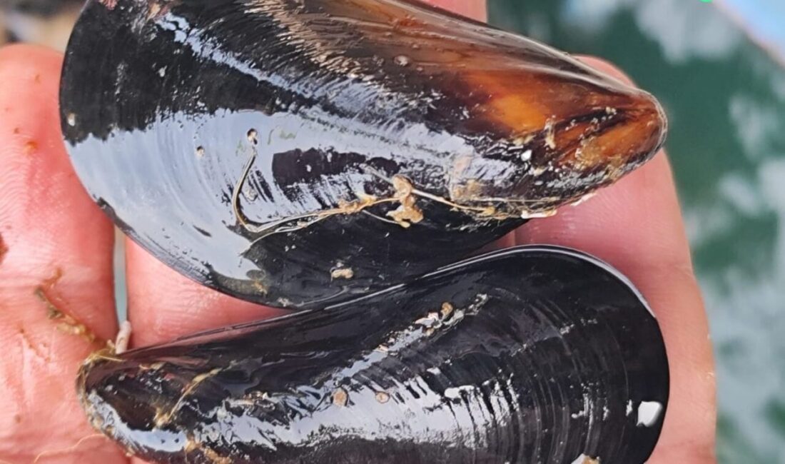 Yalova Midye Yetiştiricileri Üretici Birliği Başkanı Özerdem Maltaş, kaçak midye