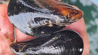 Yalova Midye Yetiştiricileri Üretici Birliği Başkanı Özerdem Maltaş, kaçak midye