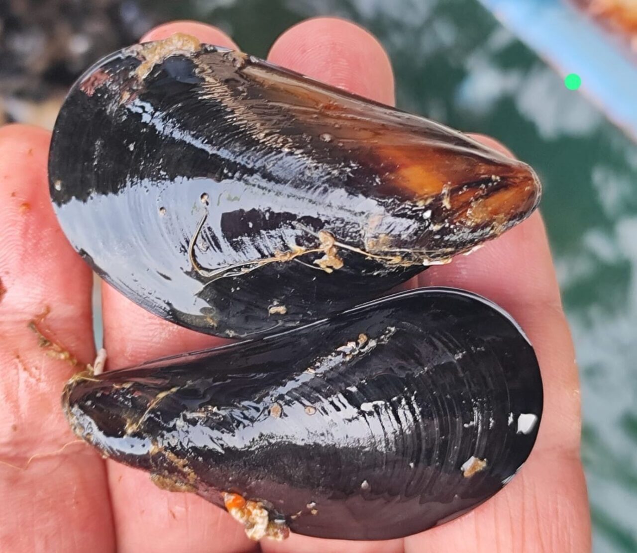 Yalova Midye Yetiştiricileri Üretici Birliği Başkanı Özerdem Maltaş, kaçak midye