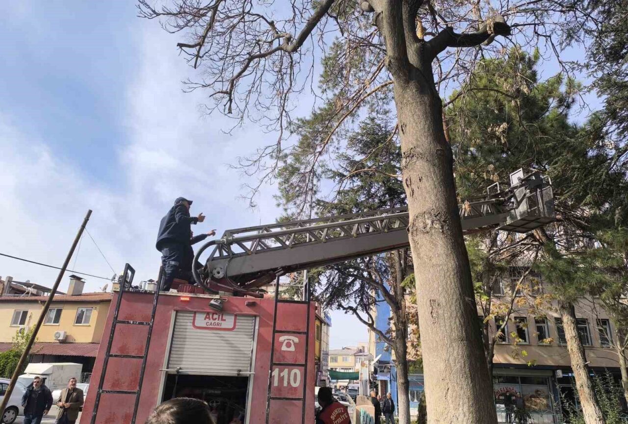 Afyonkarahisar'ın Şuhut ilçesinde bir kedi, çam ağacının tepesinde mahsur kaldı.