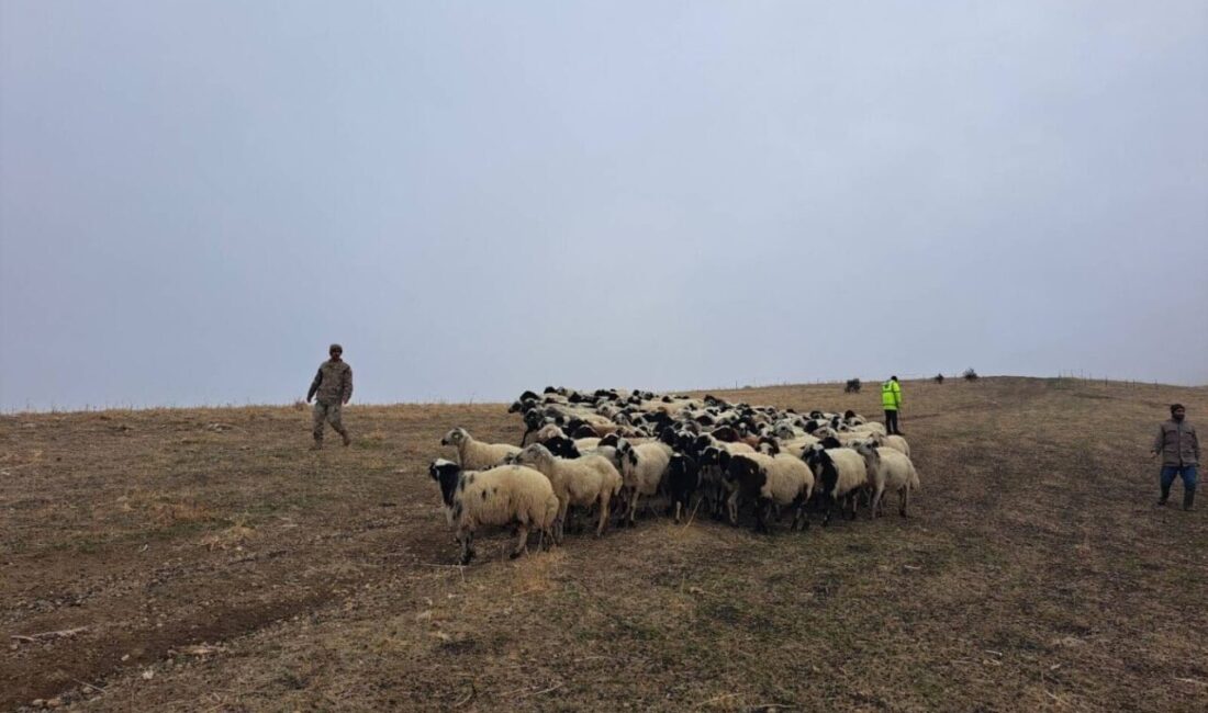 Muş’ta Kaybolan 200 Küçükbaş Hayvan Jandarma Tarafından Bulundu ve Sahibine İade Edildi Muş'un Sudurağı köyünde kaybolan yaklaşık 200 küçükbaş hayvan, jandarma ekipleri