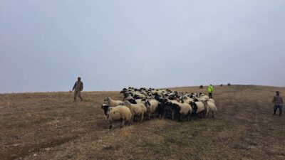 Muş'un Sudurağı köyünde kaybolan yaklaşık 200 küçükbaş hayvan, jandarma ekipleri