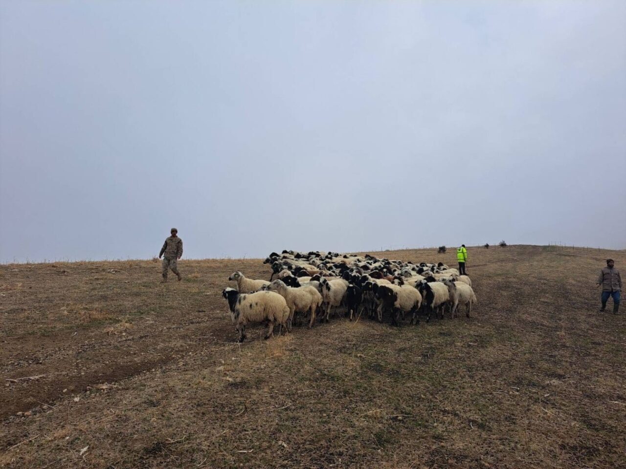 Muş'un Sudurağı köyünde kaybolan yaklaşık 200 küçükbaş hayvan, jandarma ekipleri