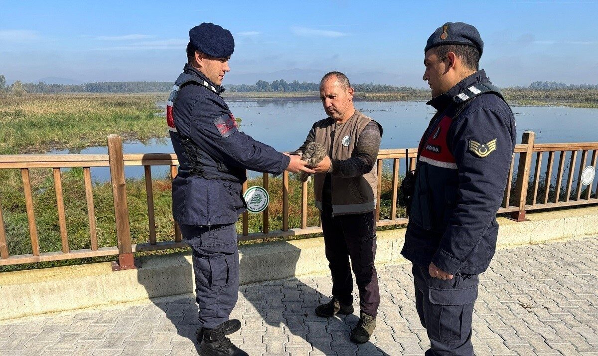 Düzce'de jandarma ekipleri, devriye sırasında yaralı bir baykuş ile kedi