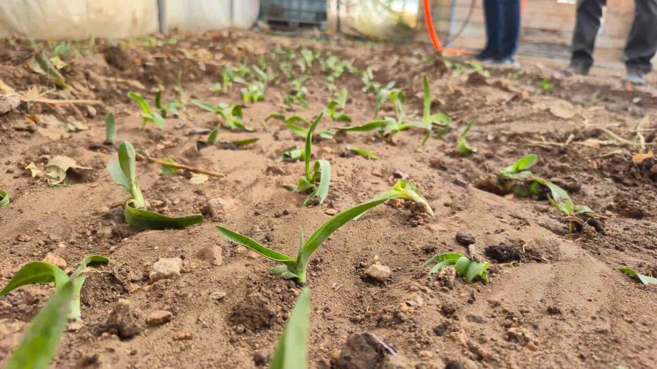 Afyonkarahisar'ın Dinar ilçesinde kadın çiftçilere yönelik Salep Yetiştiriciliği Projesi kapsamında
