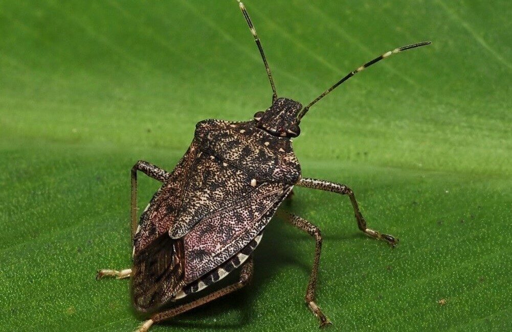 Kahverengi kokarcaya karşı mantar kullanımıyla biyolojik mücadele çalışmaları devam ediyor Karadeniz Teknik Üniversitesi'nde yürütülen çalışmalarda, kahverengi kokarcaya karşı zehirli mantarların