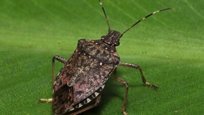 Karadeniz Teknik Üniversitesi'nde yürütülen çalışmalarda, kahverengi kokarcaya karşı zehirli mantarların