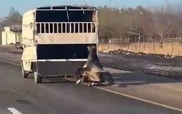Batman-Siirt çevre yolunda bir kamyonetin arkasında sürüklenen at, yolcuların cep