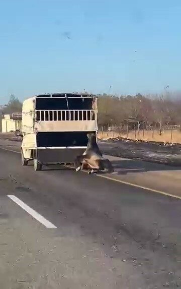 Batman-Siirt Karayolu’nda Kamyonetin Arkasında Sürüklenen Atın Görüntüleri Sosyal Medyada Gündem Oldu Batman-Siirt çevre yolunda bir kamyonetin arkasında sürüklenen at, yolcuların cep
