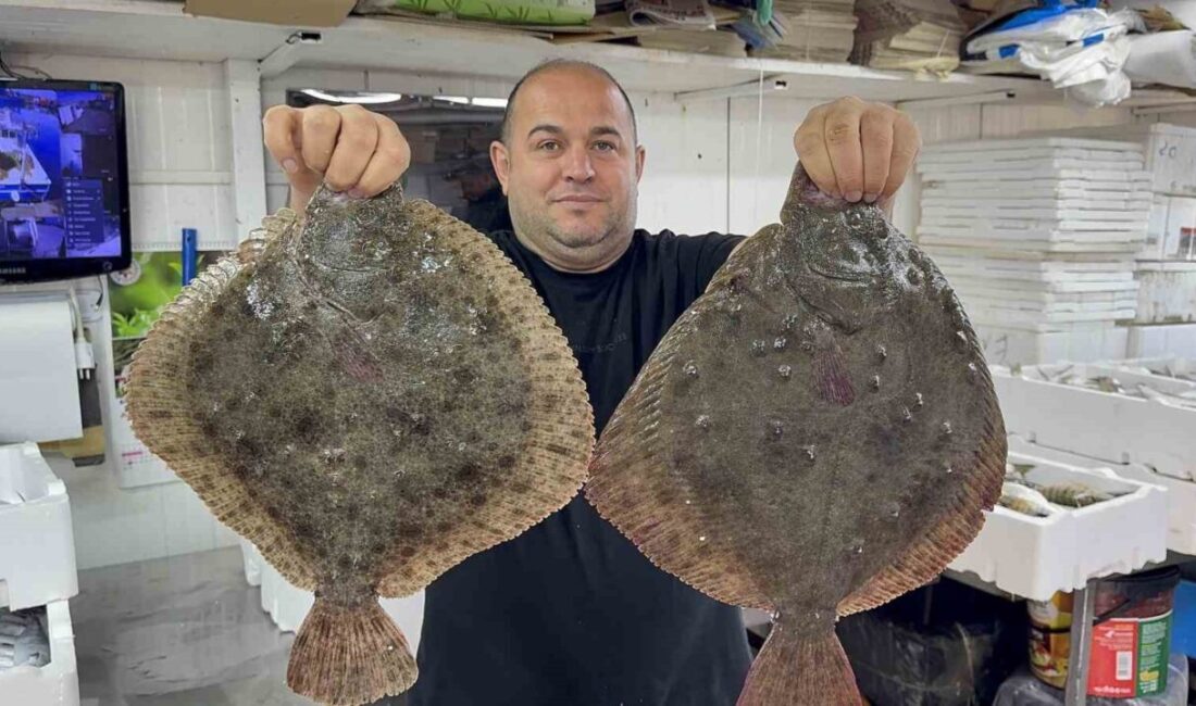 Karadeniz'de hamsi bolluğu, balıkçılar ve vatandaşlar için yüz güldürücü bir