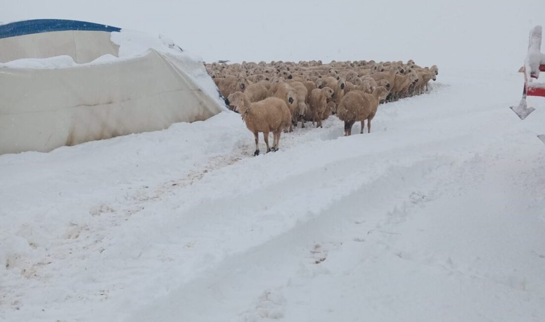 Sivas’ta Yağış Sonrası Çadırın Çöktüğü Olayda 8 Koyun Hayatını Kaybetti Sivas'ın Kangal ilçesindeki Havuz köyü Karaseki yaylasında etkili olan kar