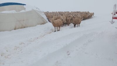 Sivas'ta etkili olan kar yağışı, Kangal ilçesi Havuz köyündeki Mehmet