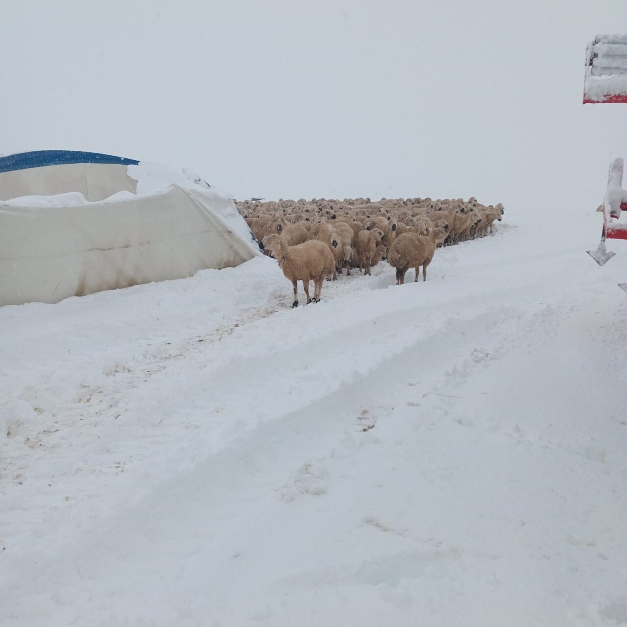 Sivas'ta etkili olan kar yağışı, Kangal ilçesi Havuz köyündeki Mehmet