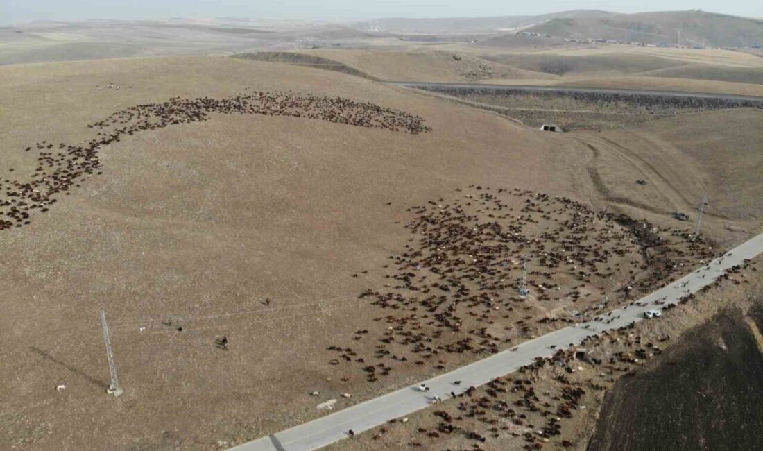 Göçerler, soğuk havaya rağmen Iğdır’a zorlu yolculuklarına başladı Zorlu coğrafyalarda hayvanlarını otlatan göçerler, Artvin ve Ardahan arasındaki yaylalardan