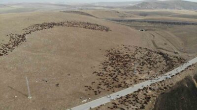 Zorlu coğrafyalarda hayvanlarını otlatan göçerler, Artvin ve Ardahan arasındaki yaylalardan