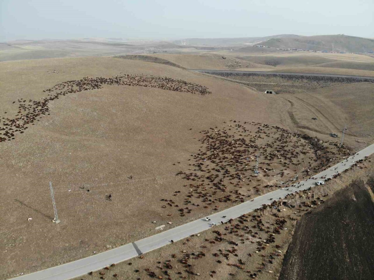 Zorlu coğrafyalarda hayvanlarını otlatan göçerler, Artvin ve Ardahan arasındaki yaylalardan