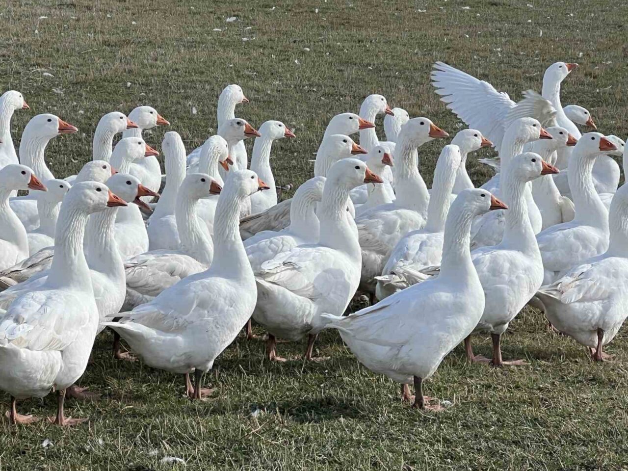 Kars'ta kış turizminde önemli bir yer tutan kaz kesim sezonu